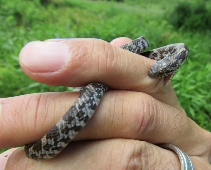 Eastern Milk Snake